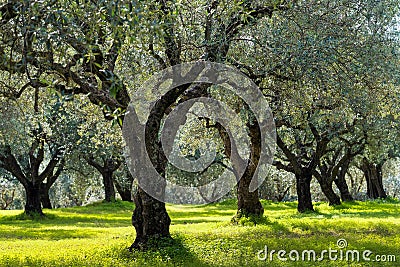 Olive trees Stock Photo