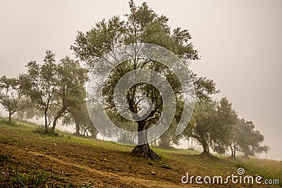 Olive trees in the fog. Stock Photo