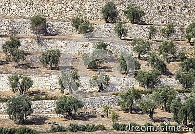 Olive trees at the foot of the Temple Mount, Jerusalem, Israel Stock Photo