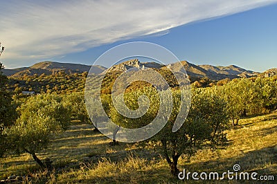 Olive trees in Greece Stock Photo