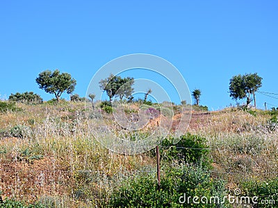 Olive Trees Growing on Rural Ridge, Greece Stock Photo