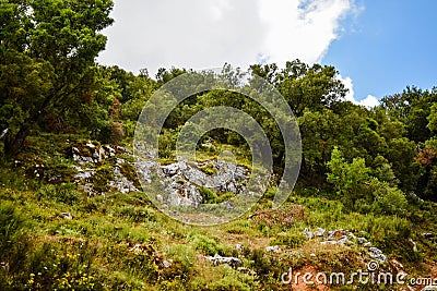 Olive trees hill. Olive tree in Greece. Stock Photo