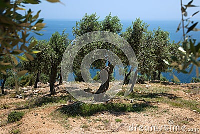 Olive trees hill Stock Photo