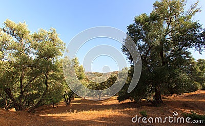 Olive trees hill. plantation of olive trees Stock Photo