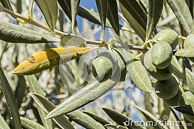 Olive trees infected by the dreaded bacteria called Xylella fastidiosa, is known in Europe as the ebola of the olive tree Stock Photo
