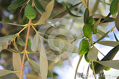 Olive trees Stock Photo