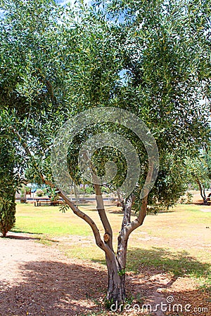 Olive trees Stock Photo