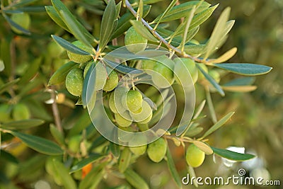 Olive trees Stock Photo