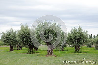 Olive Trees, Lujan de Cuyo, Mendoza Stock Photo