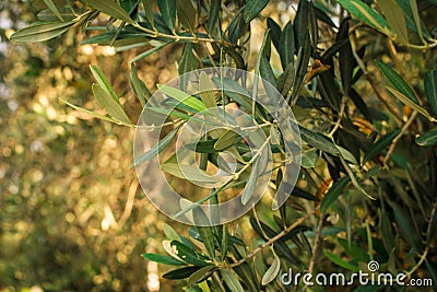 Olive trees Stock Photo