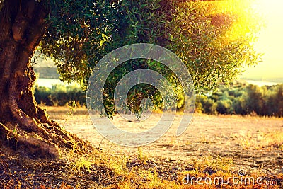 Olive trees. Plantation of olive trees at sunset Stock Photo