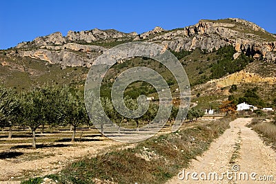 Olive trees plantation in Spain Stock Photo