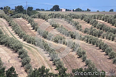 Olive trees in Provence Stock Photo