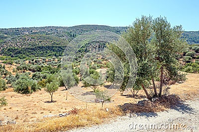 Olive trees on Pythagoreion on Samos. Stock Photo