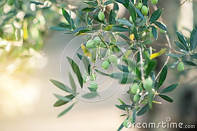 Olive trees in sunny evening. Olive trees garden. Mediterranean olive field ready for harvest. Italian olive`s grove with ripe Stock Photo