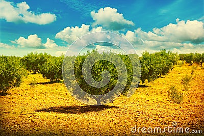 Olive trees Stock Photo