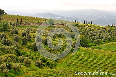 Olive trees and vineyards in Tuscany , Italy Stock Photo