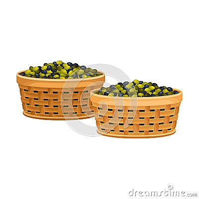 Olives in Basket as Fruit Harvesting for Industrial Oil Production Vector Illustration Vector Illustration