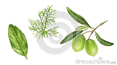Olives branch basil dill watercolor isolated on white background Cartoon Illustration