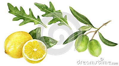Olives branch lemon arugula watercolor isolated on white background Cartoon Illustration