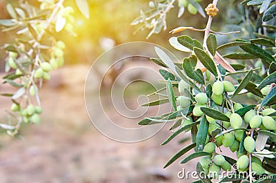 OLIVES Stock Photo