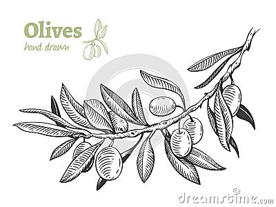 Olives, hand drawn vector illustration set Vector Illustration