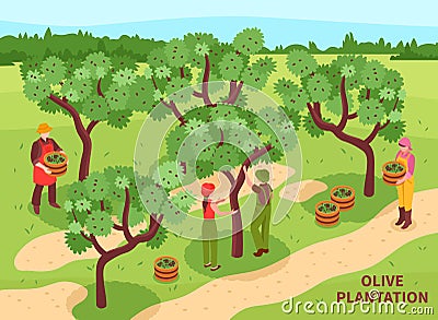 Olives Harvesting Isometric Poster Vector Illustration