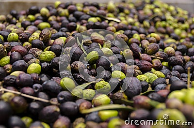 Olives in a mill Stock Photo