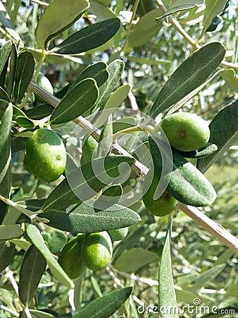 Olives Stock Photo