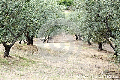 Olives tree field in Greece, Halkidiki, Mediterranean landscape Stock Photo