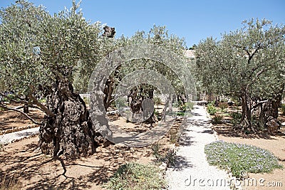 Olives tree Stock Photo