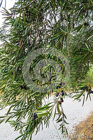 Olives on tree in Greece, Zakynthos island Stock Photo