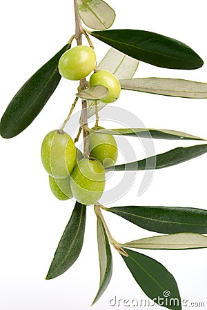 Olives twig Stock Photo