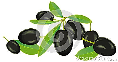 Olives, vector Vector Illustration