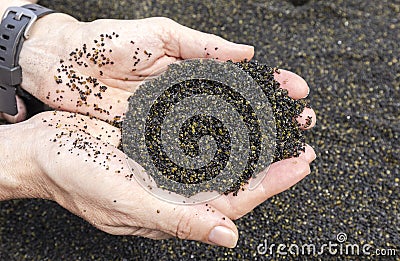 Olivine crystals that eroded from lava at beach - La Reunion Stock Photo