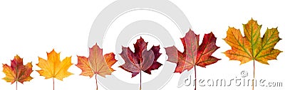 Ð¡ollection beautiful colorful autumn leaves isolated on white background Stock Photo