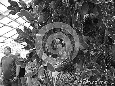 Retro image - Bright green opuntia cactus plant growing in a greenhouse with tourists in the background Editorial Stock Photo