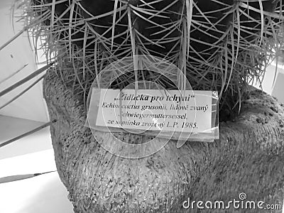 Greyscaled image - Close-up on the title on a cactus species Echinocactus grusonii at Flora Exposition. Cactus with funny folk nam Editorial Stock Photo