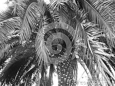Blackwhite image - Giant hemp palm tree of species Trachycarpus Fortunei at Flora Exposition with huge leaves Stock Photo