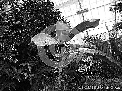 Greyscaled image - Large banana plant with drying leaves standing in front of big bush in greenhouse at Flora Exposition Stock Photo