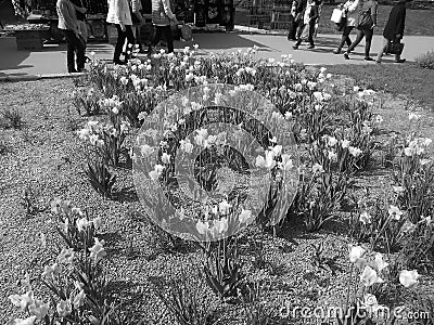 Retro image - Large rocky flowerbed at Flora Exposition with white and yellow narcissus flowers . Editorial Stock Photo