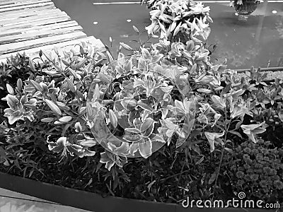 Greyscaled image - Purple lily flowers blooming at Flora exposition next to the pool and other flowers Stock Photo