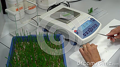 OLOMOUC, CZECH REPUBLIC, MARCH 21, 2018: Scientific research laboratory plant phytohormones, scientist prepares samples of wheat Editorial Stock Photo