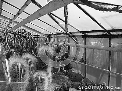 Blackwhite image - Scene with various different species of cacti plants in a greenhouse at Flora Exposition Editorial Stock Photo