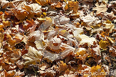 Ð¡olored autumnal maple leaves Stock Photo