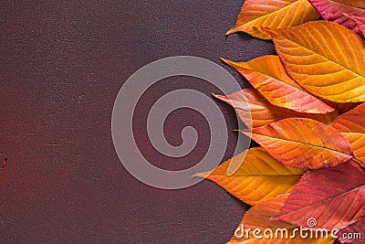 Ð¡olorful autumn leaves of Cherry on wooden table of red-brown color. Flat lay Stock Photo