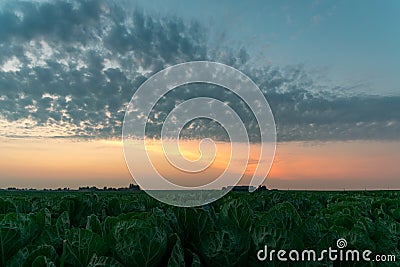 Colorful twilight sky with sharply defined altocumulus clouds over a cabbage field in The Netherlands. Stock Photo