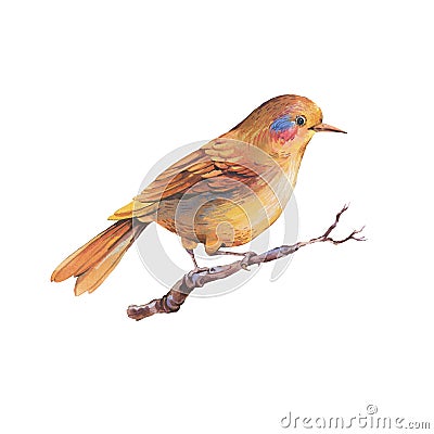 Ð¡olorful watercolor fantasy forest bird isolated on white background Cartoon Illustration