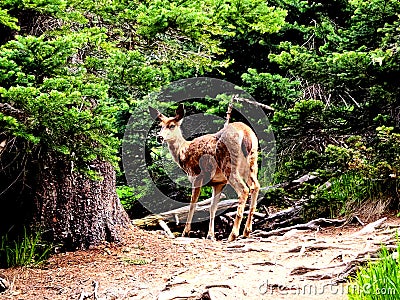 Olympic National Park Hurricane Ridge Road trail Deer in the forest Stock Photo