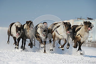 Olympics northern aboriginals. Russia. Yamal. Nadym. Editorial Stock Photo